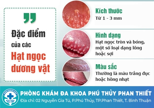 Hạt ngọc dương vật là gì?